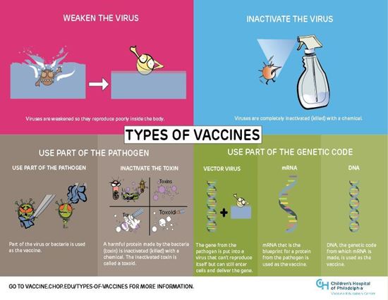 Picture of Types of Vaccines Infographic